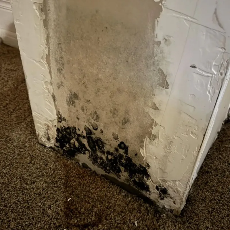 Professional Mold Removal in Horizon City, TX